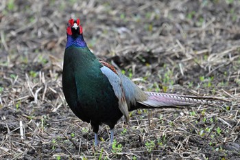 Green Pheasant 千葉県柏市 Sun, 4/16/2023