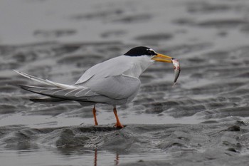 2023年4月22日(土) ふなばし三番瀬海浜公園の野鳥観察記録