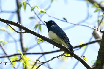 オオルリ 栃木県民の森 2023年4月22日(土)