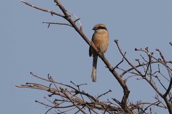 Mon, 6/4/2018 Birding report at 北海道　函館市　函館空港脇