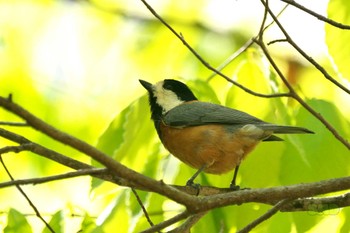 ヤマガラ 栃木県民の森 2023年4月22日(土)