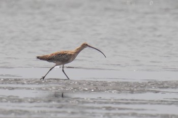 ダイシャクシギ 葛西臨海公園 2023年4月23日(日)