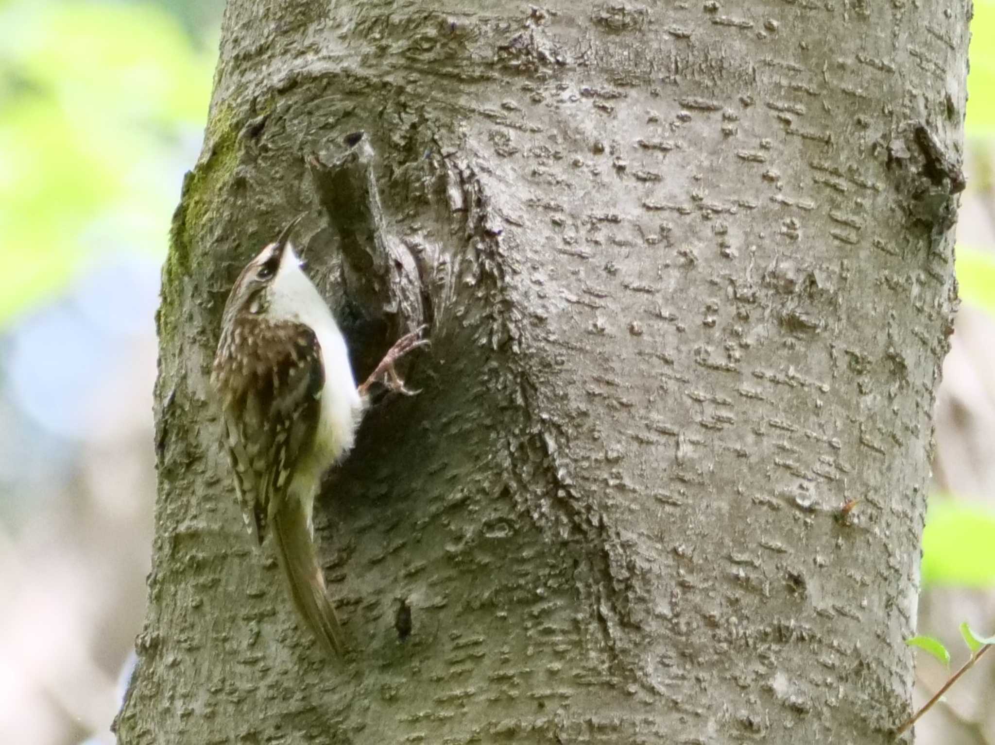 ウム、気になる・・