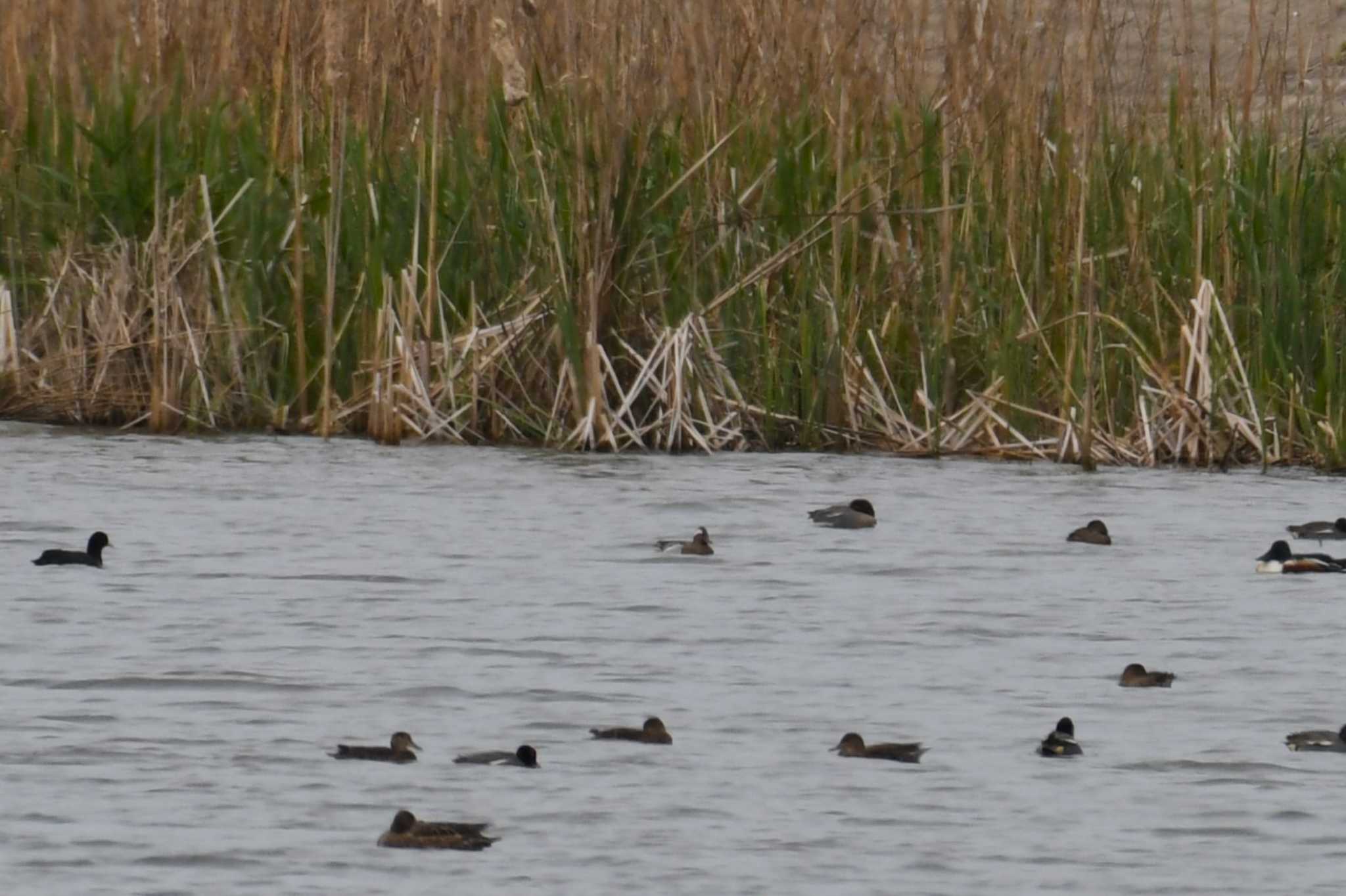 Photo of Garganey at 河北潟 by Semal