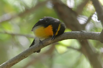 Narcissus Flycatcher みなくち子どもの森 Sun, 4/23/2023