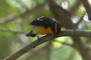 Narcissus Flycatcher みなくち子どもの森 Sun, 4/23/2023