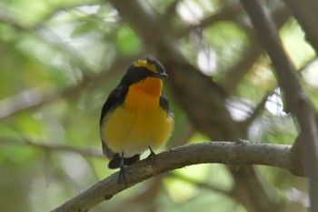 Narcissus Flycatcher みなくち子どもの森 Sun, 4/23/2023