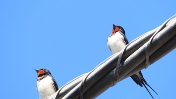 Barn Swallow 秦野市内 Sat, 4/1/2023