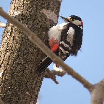 Great Spotted Woodpecker 篠路五ノ戸の森緑地 Sun, 4/23/2023