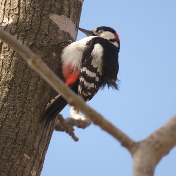 Great Spotted Woodpecker 篠路五ノ戸の森緑地 Sun, 4/23/2023