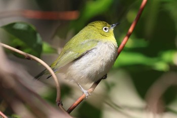 メジロ 明石公園 2023年2月12日(日)