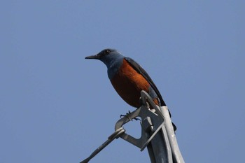 Blue Rock Thrush 北海道　函館市　函館空港脇 Mon, 6/4/2018