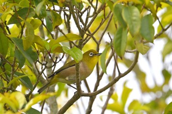 Warbling White-eye 千葉県柏市 Sun, 4/16/2023