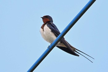 Barn Swallow 千葉県柏市 Sun, 4/16/2023