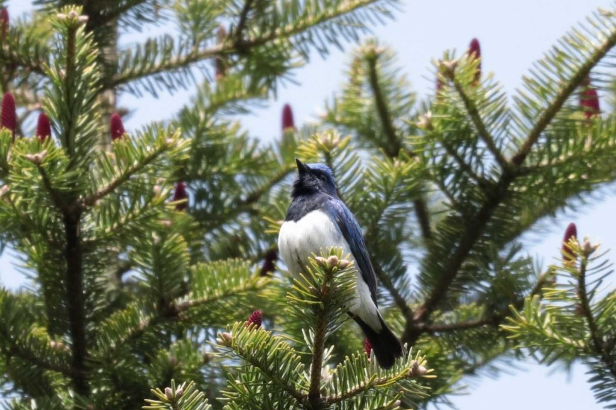 Blue-and-white Flycatcher