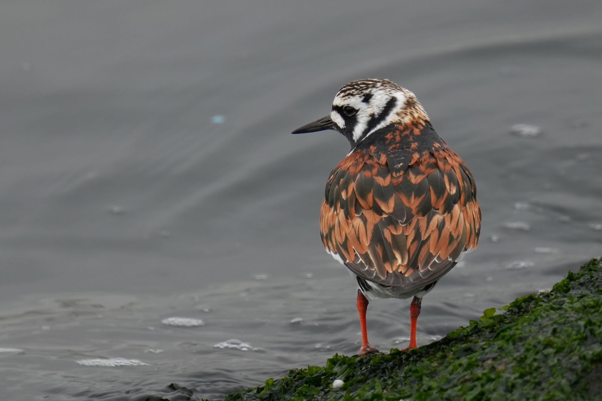 ふなばし三番瀬海浜公園 キョウジョシギの写真 by アポちん