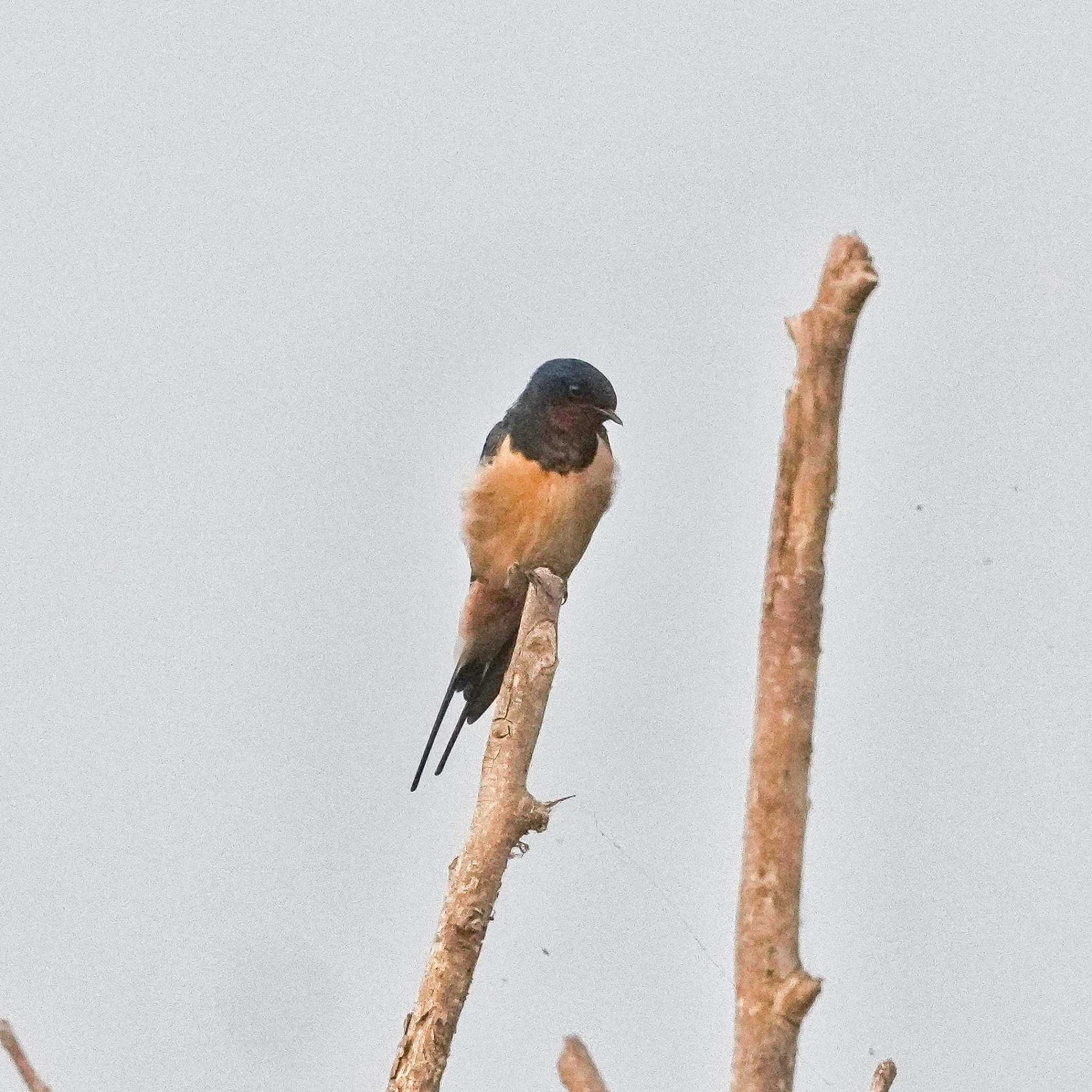 Photo of Barn Swallow at Bang Phra Non-Hunting area by span265