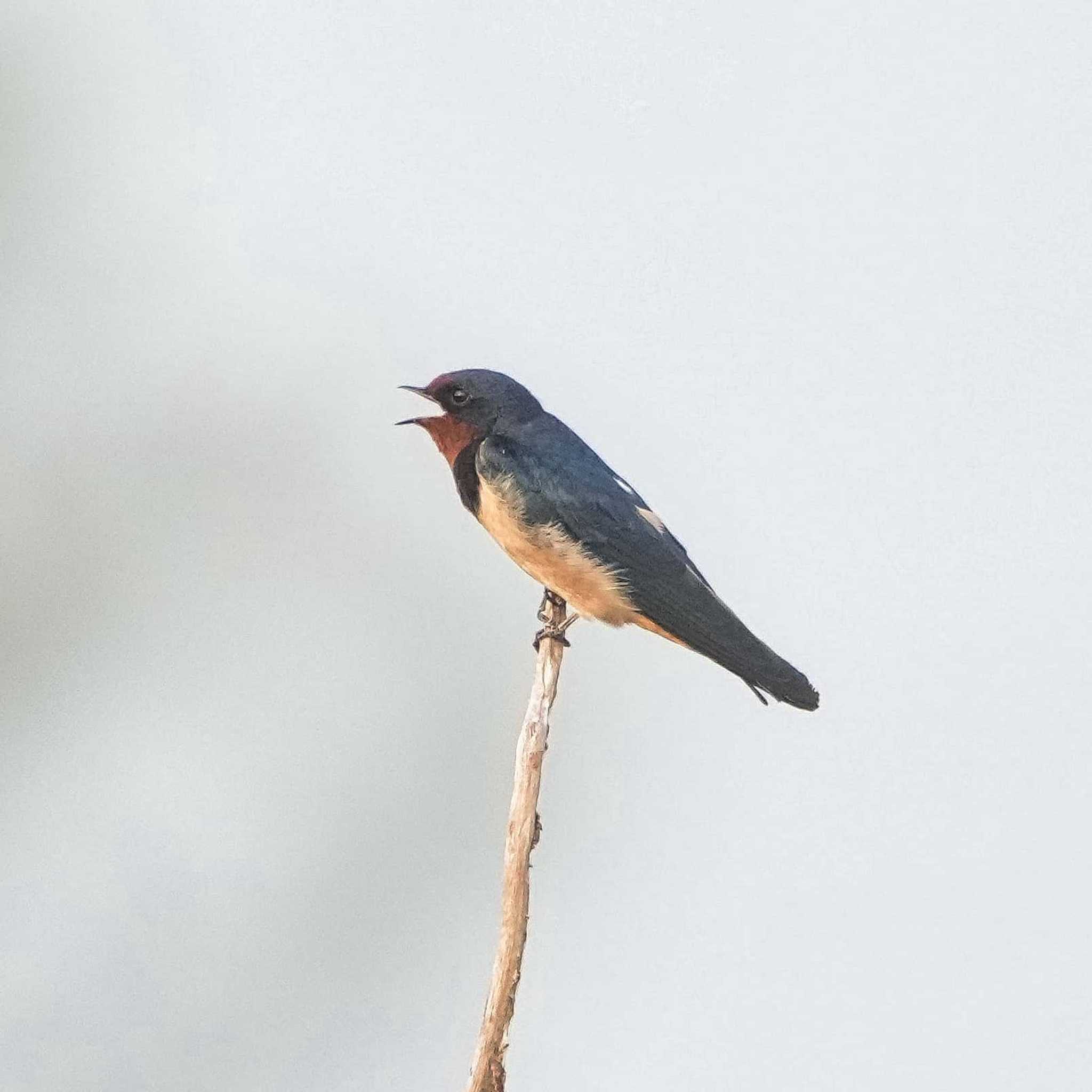 Barn Swallow