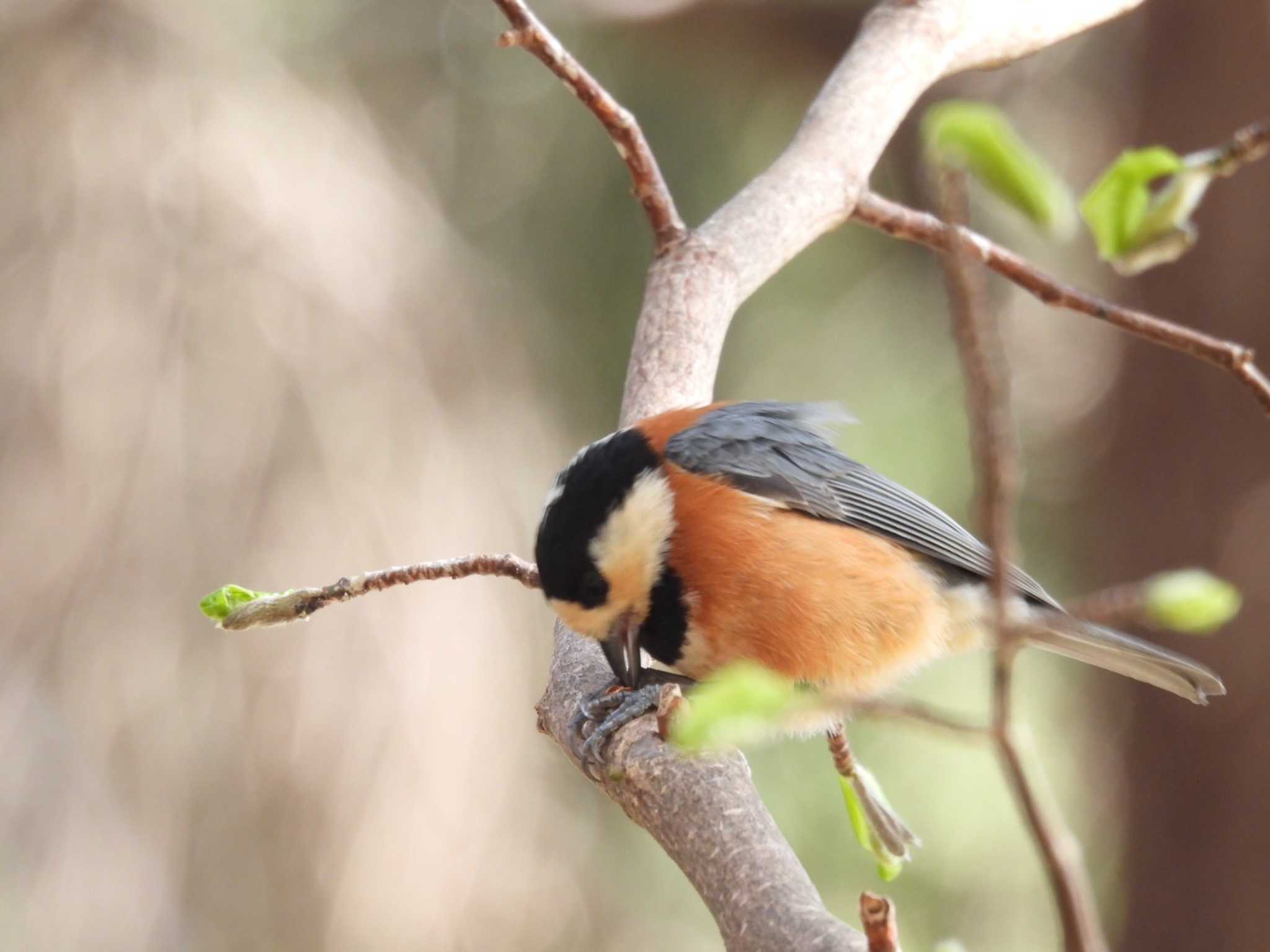 Varied Tit