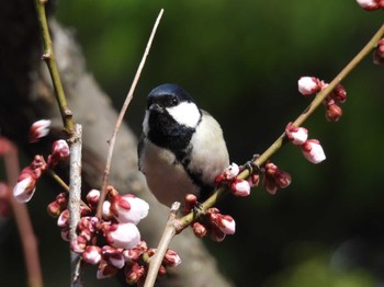 2023年4月22日(土) 札幌市 豊平公園の野鳥観察記録