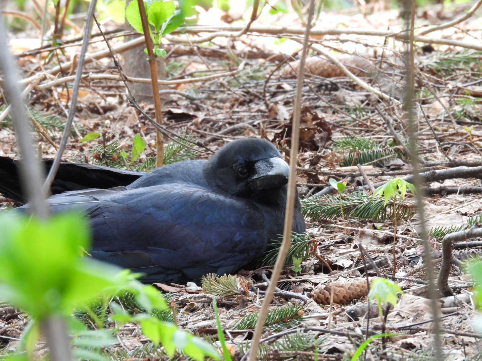 Large-billed Crow