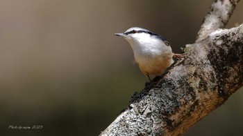 Eurasian Nuthatch Unknown Spots Fri, 4/21/2023