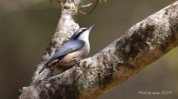 ゴジュウカラ 場所が不明 2023年4月21日(金)