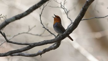 Japanese Robin Unknown Spots Fri, 4/21/2023