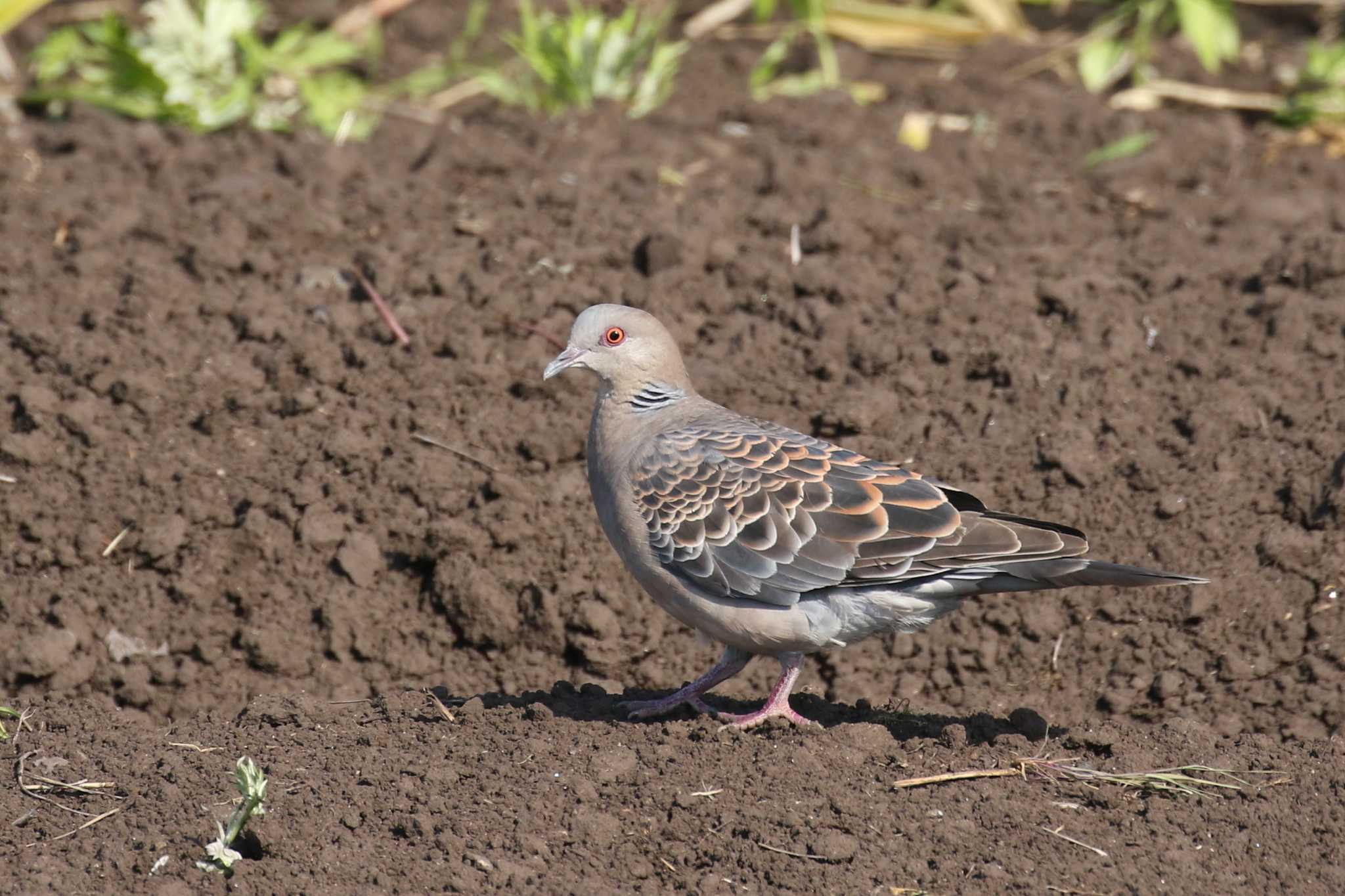 Oriental Turtle Dove