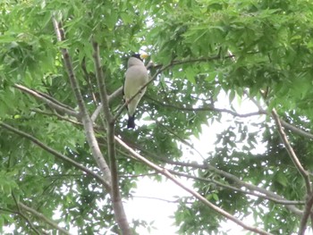 Japanese Grosbeak Komiya Park Tue, 4/25/2023