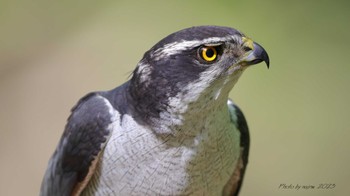 Eurasian Goshawk Unknown Spots Sat, 4/22/2023