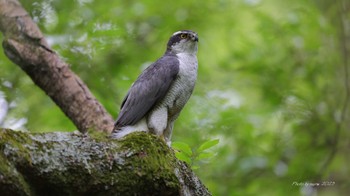 Eurasian Goshawk Unknown Spots Mon, 4/24/2023