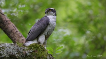 Eurasian Goshawk Unknown Spots Mon, 4/24/2023