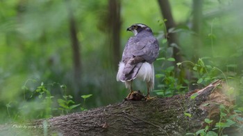 Eurasian Goshawk Unknown Spots Sat, 4/22/2023