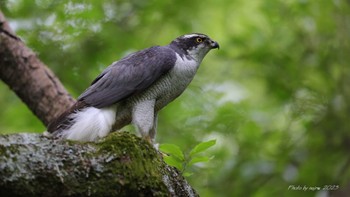 Eurasian Goshawk Unknown Spots Mon, 4/24/2023