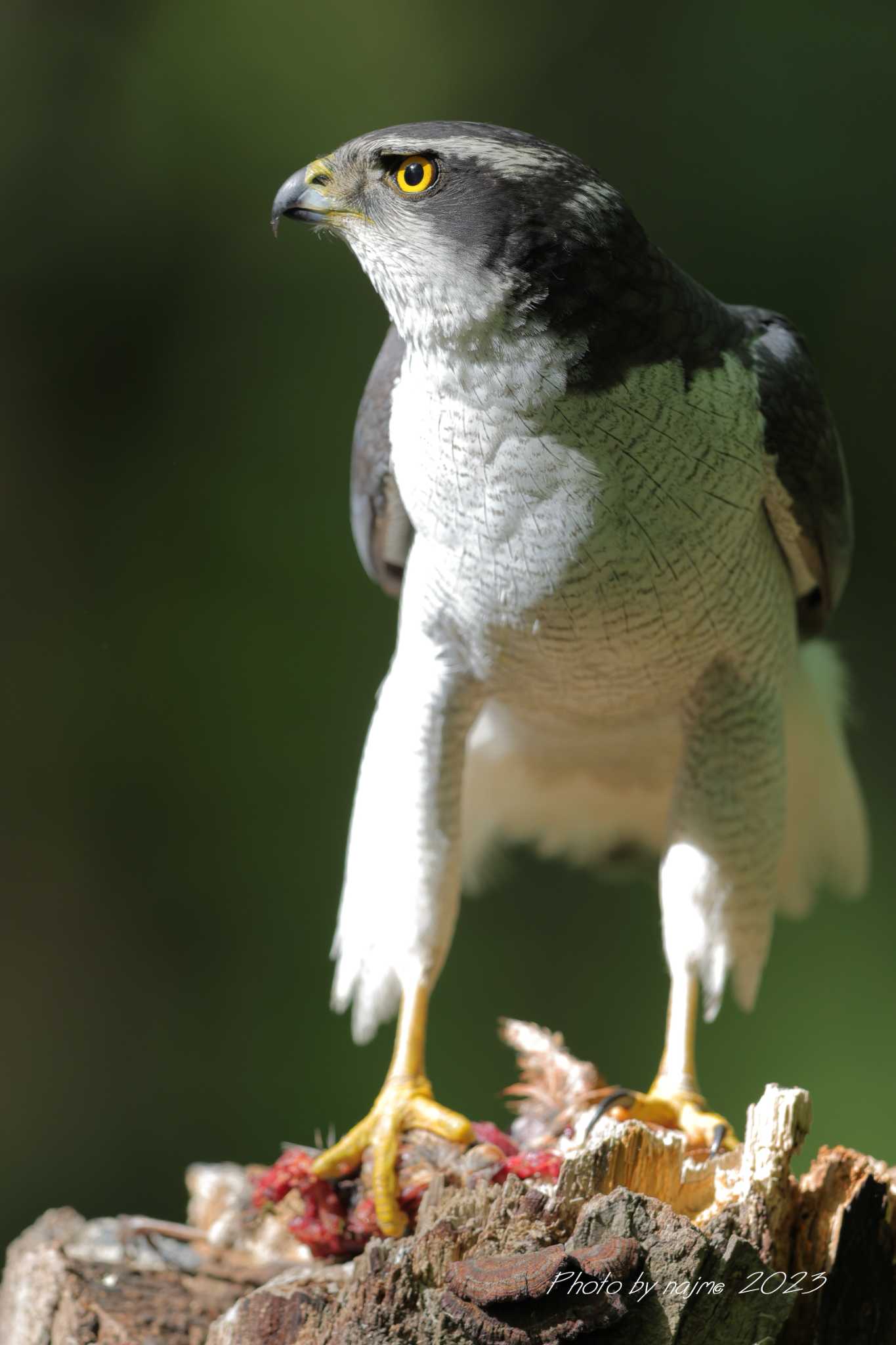 Photo of Eurasian Goshawk at  by 中嶋辰