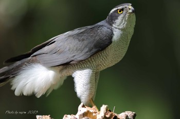 Eurasian Goshawk Unknown Spots Sat, 4/22/2023