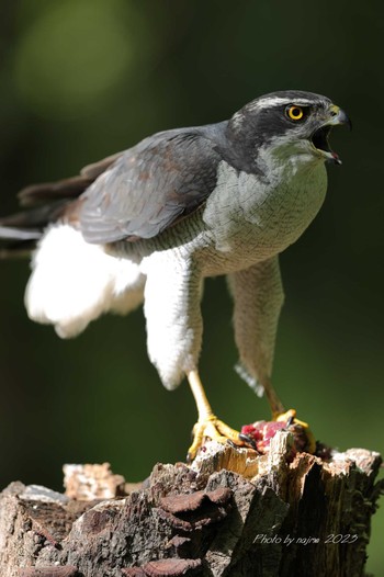 Eurasian Goshawk Unknown Spots Sat, 4/22/2023