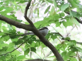 Long-tailed Tit Komiya Park Tue, 4/25/2023