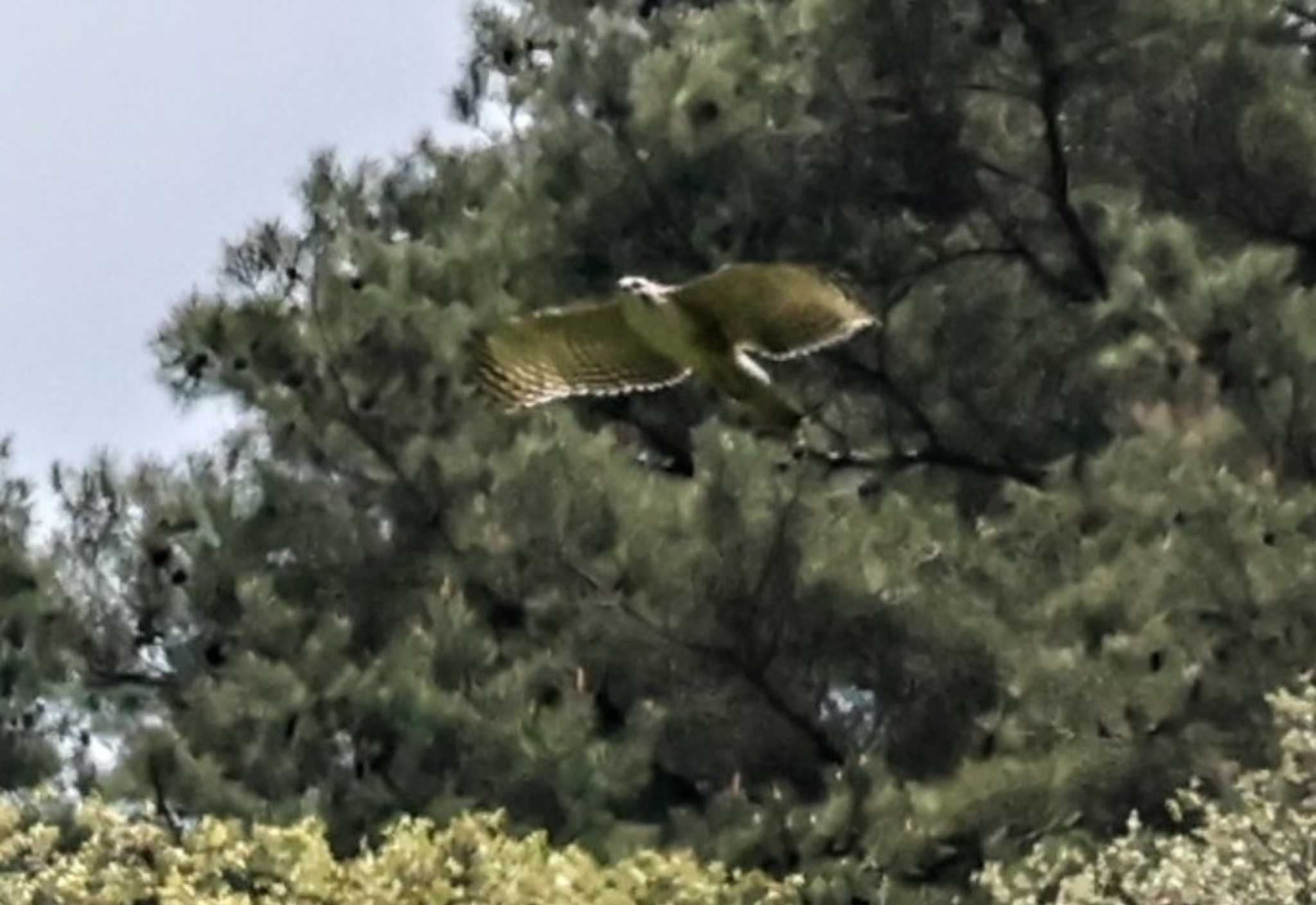 南アルプス邑野鳥公園 クマタカの写真 by カルル