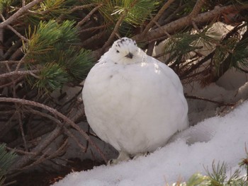 2023年4月24日(月) 室堂平の野鳥観察記録