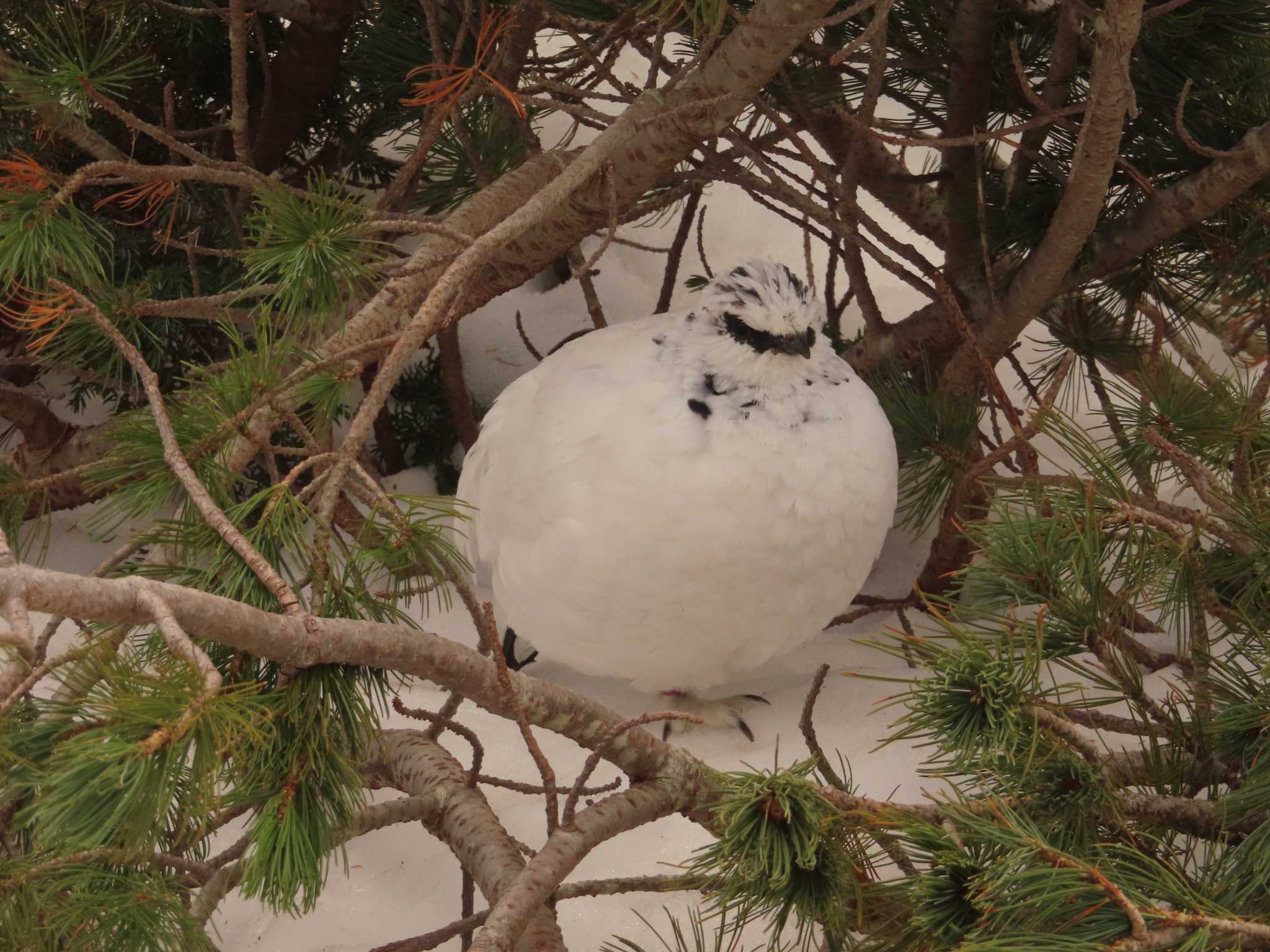 ライチョウ