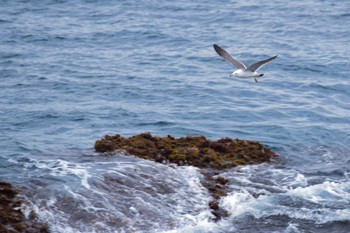 Black-tailed Gull 城ヶ島 Sun, 4/23/2023