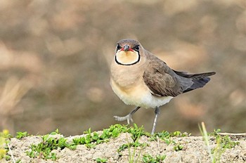 Oriental Pratincole 埼玉県 Sun, 4/23/2023