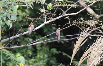 Yellow-throated Bunting 近江八幡 Sun, 10/30/2022