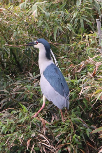 Black-crowned Night Heron 越谷サギコロニー Mon, 4/24/2023