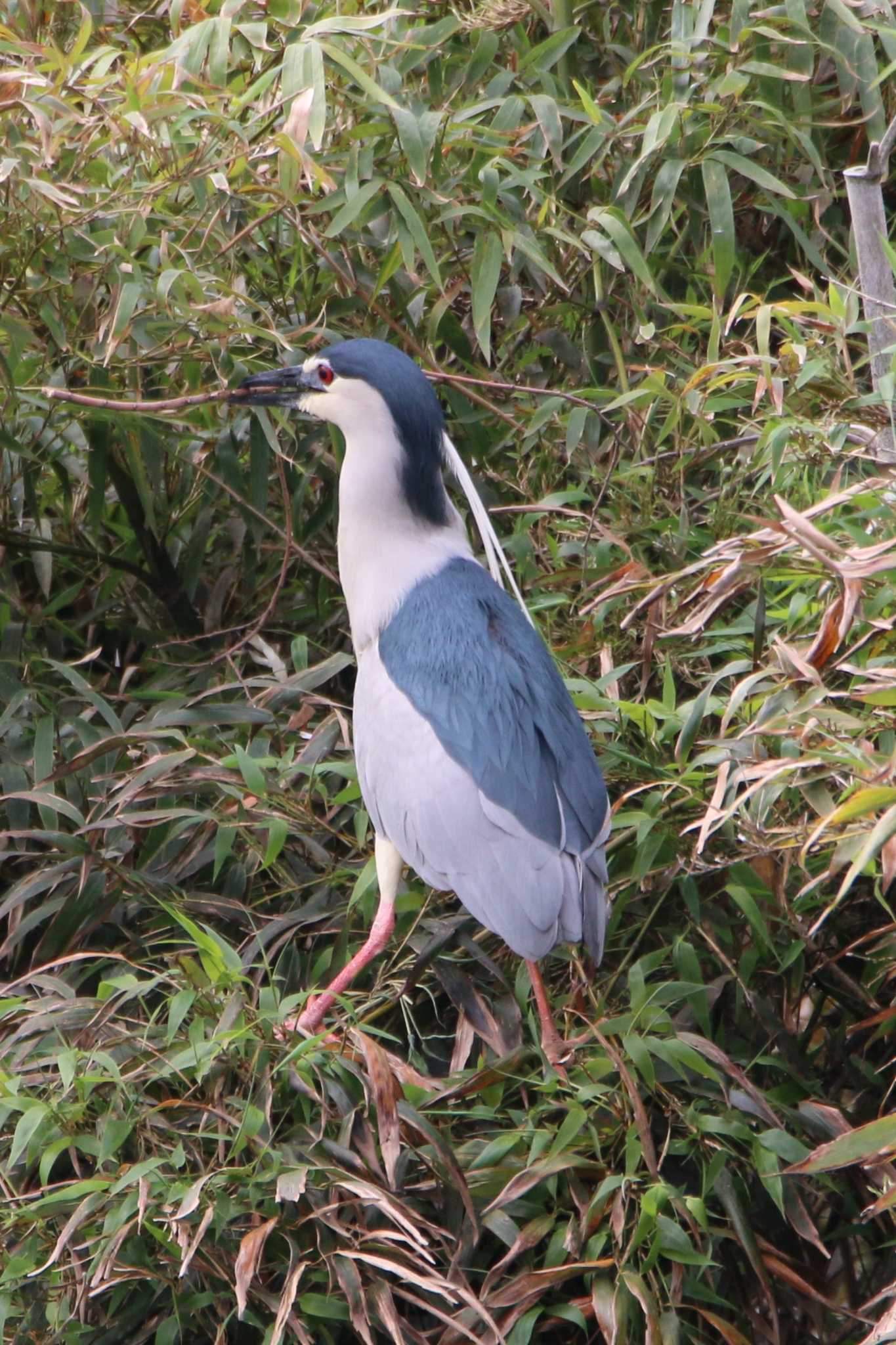 Photo of Black-crowned Night Heron at 越谷サギコロニー by 走りやもどき