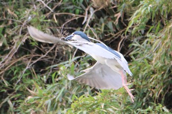 Black-crowned Night Heron 越谷サギコロニー Mon, 4/24/2023