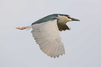 Black-crowned Night Heron 越谷サギコロニー Mon, 4/24/2023