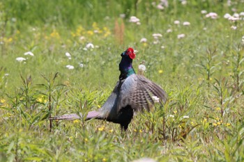 Green Pheasant Unknown Spots Tue, 4/25/2023